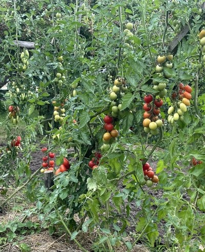 Tomaten met phytophthora