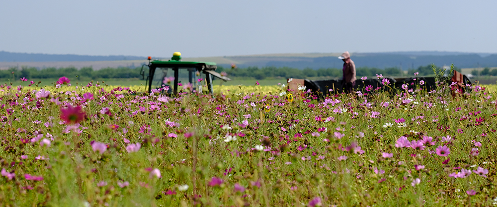 De productielocatie van De Bolster in Moldavië, met op de voorgrond paarse biologische bloemen.