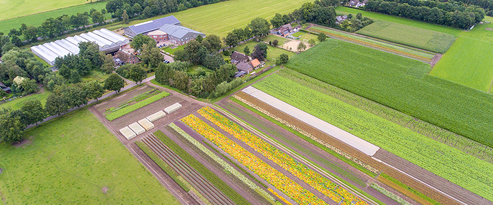 Luchtfoto van De Bolster in Epe, met strokenteelt van biologische groenten, bloemen en groenbemesters.
