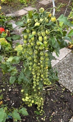 Phytophthora resistente tomaten