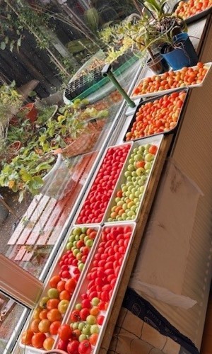 Phytophthora resistente tomaten