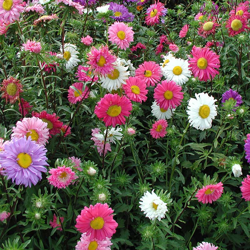 Snijbloemen kweken