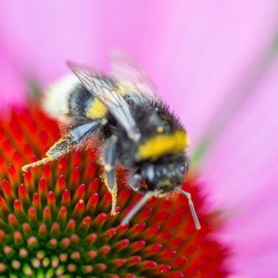 Bloemen voor bijen en vlinders