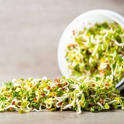 Radijskers kiemen Easy-sprout