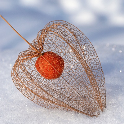 Lampionplant physalis