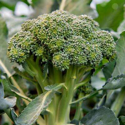 Broccoli 'Bobby', een door De Bolster ontwikkeld ras