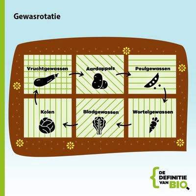 Moestuinterm: gewasrotatie