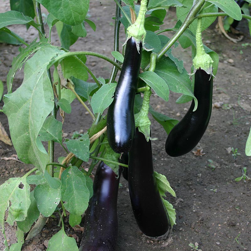 aubergine telen