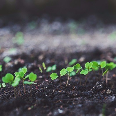 kieming op moestuingrond