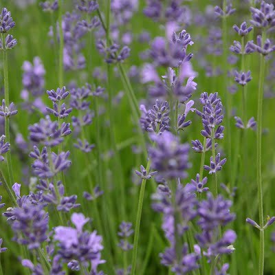 Eetbare bloem: lavendel