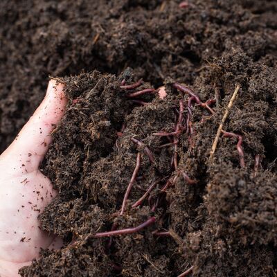 Wormen als bodemverbeteraars voor je moestuin