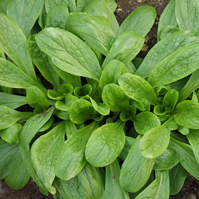 Veldsla 'Grote Noordhollandse'