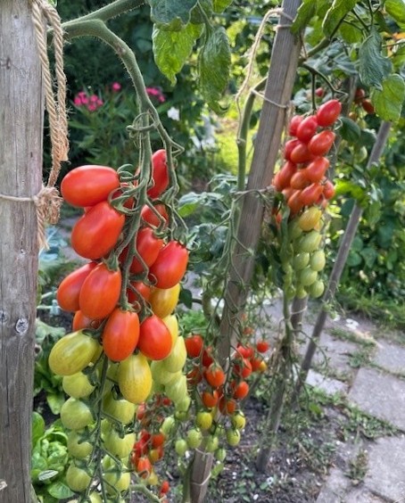 Phytophthora resistente tomaten