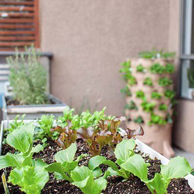 verticale moestuin