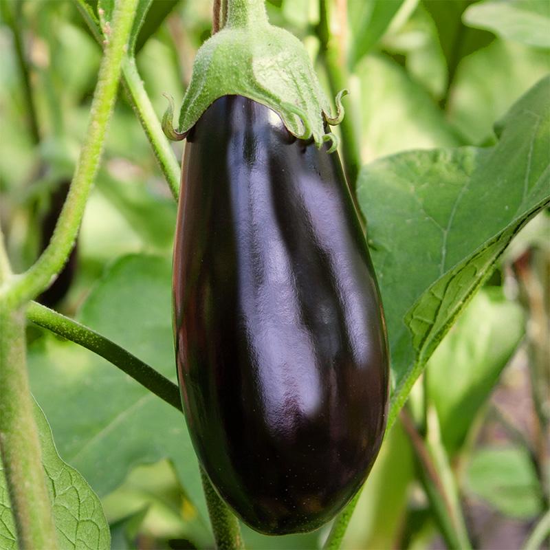 Aubergine Rembrandt F1 – Solanum melongena