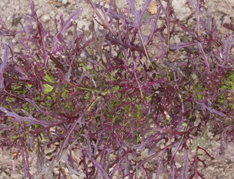 Bladmosterd Purple Frills