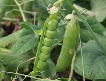 Stamdoperwt kelvedon wonder