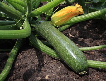 Courgette Zucchini