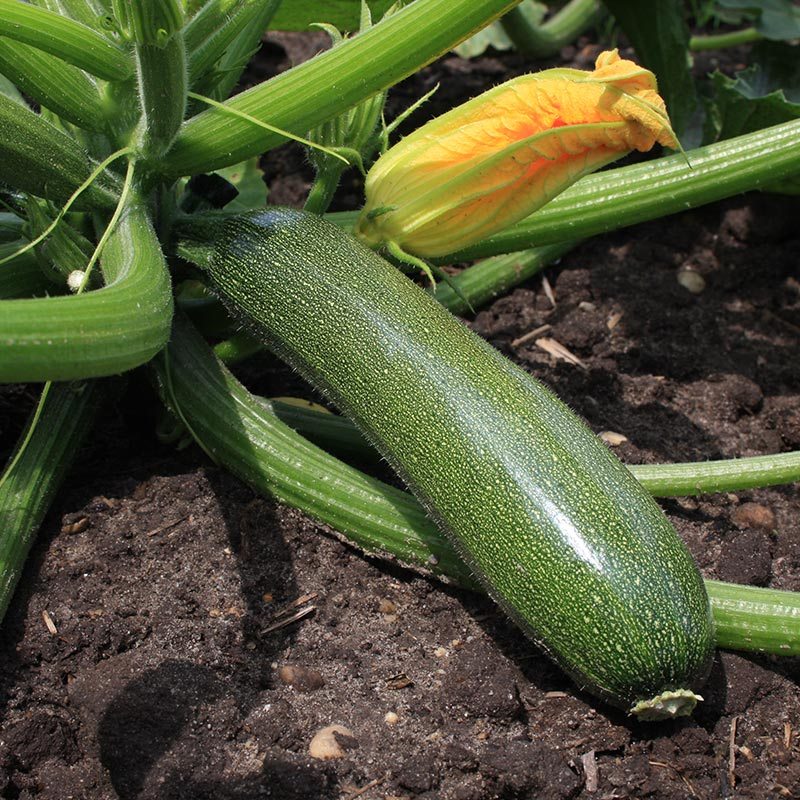 Courgette Zucchini