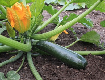 Courgette Yellow
