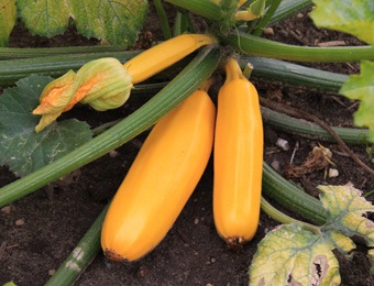 courgette yellow