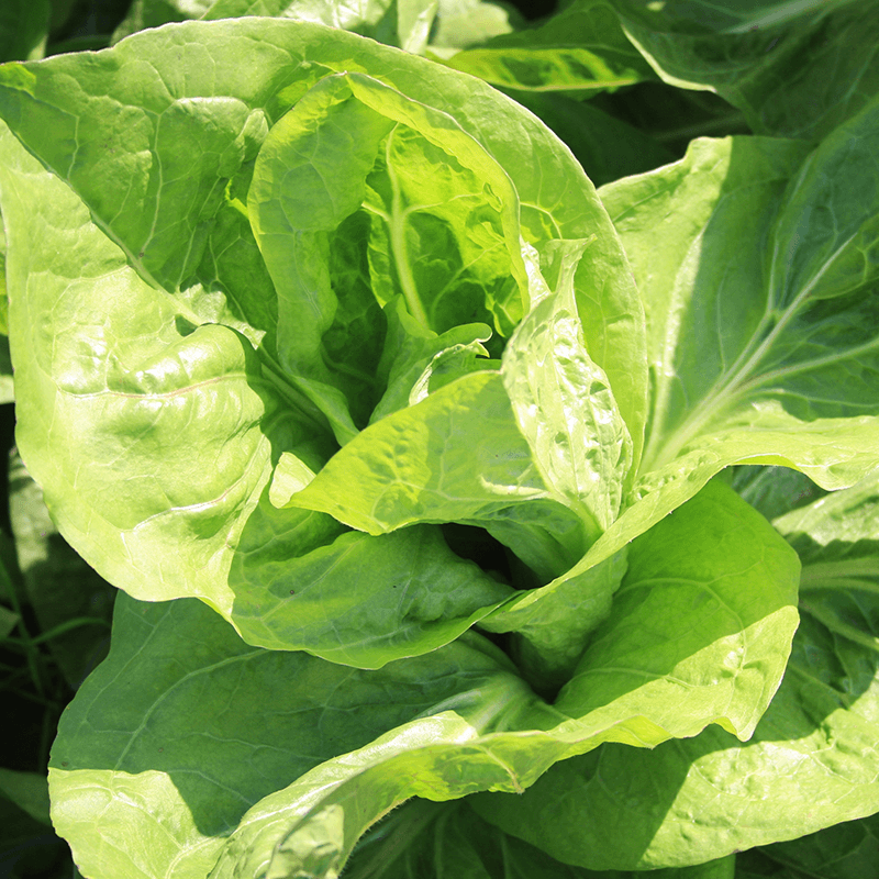 Groenlof Zuckerhut Cichorium intybus var. foliosum