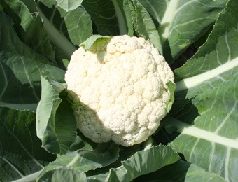 Bloemkool Alpha