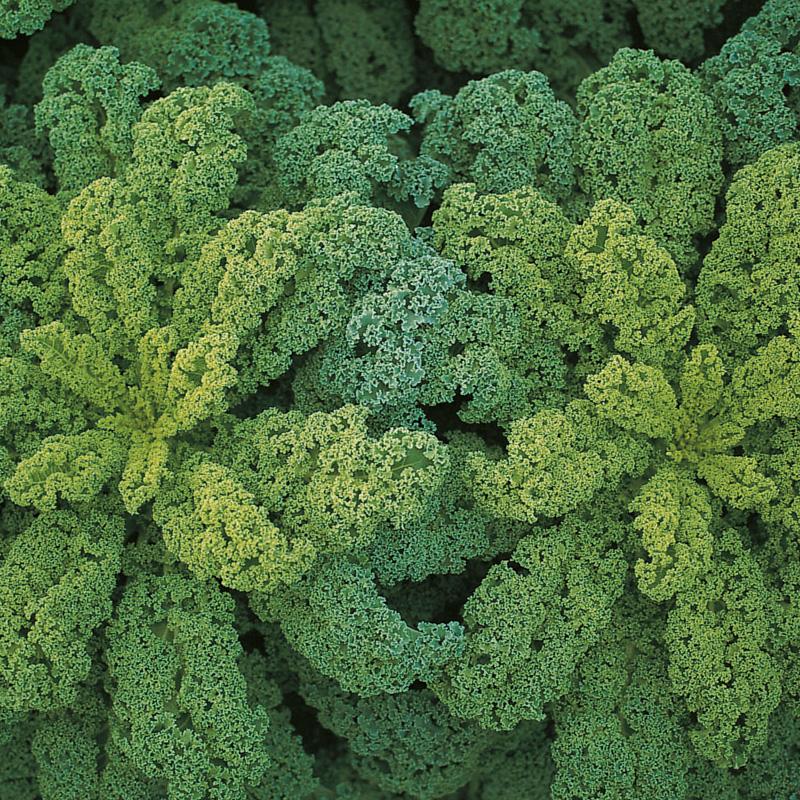 Boerenkool Darkibor F1 | Brassica oleracea