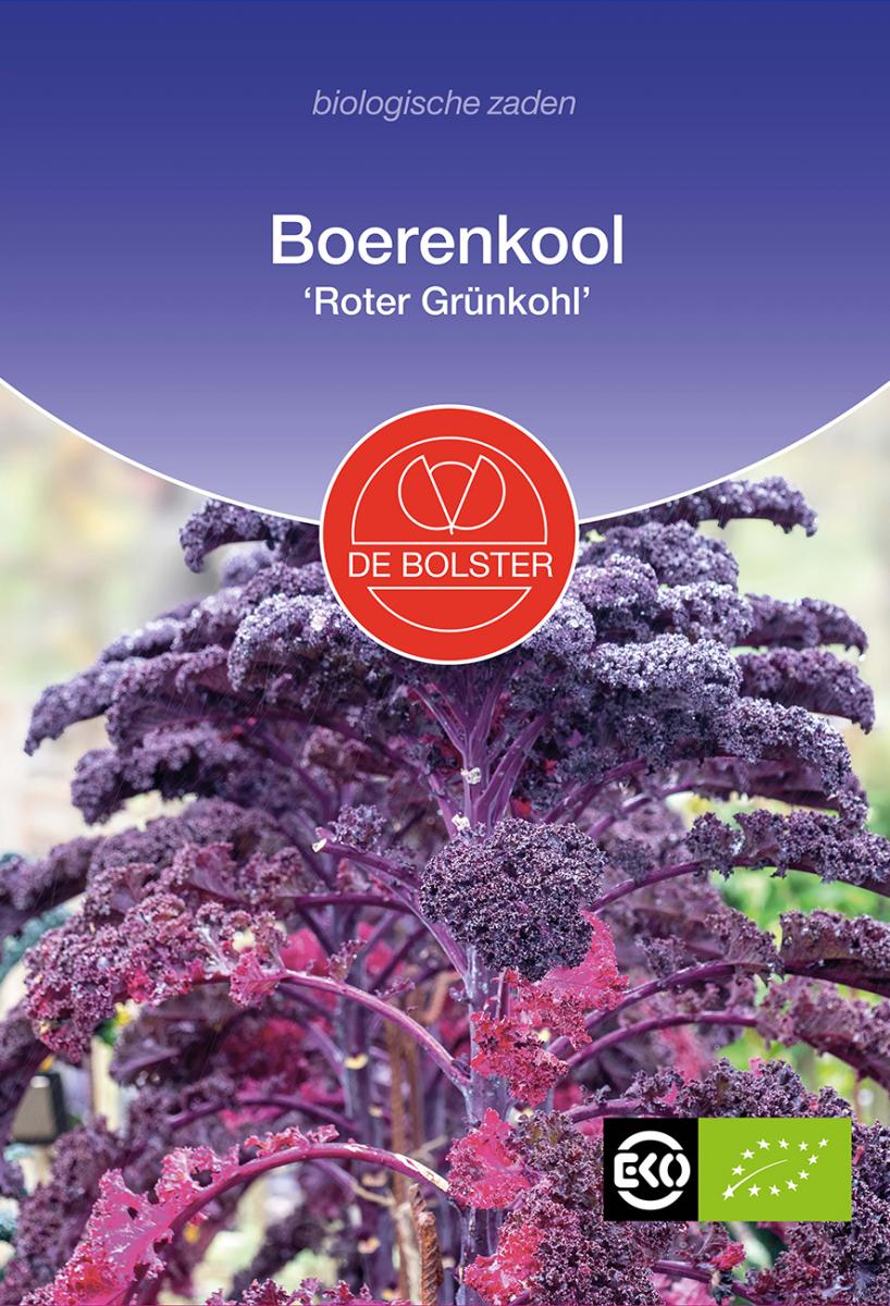 Boerenkool Roter Grünkohl – Brassica oleracea
