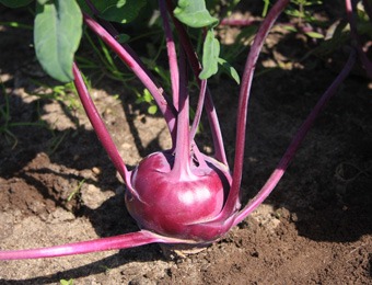 Koolrabi delikatess blauwe