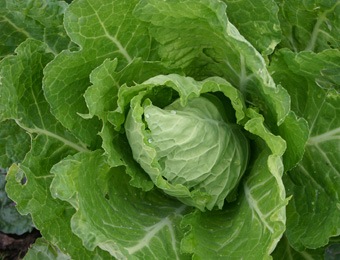 Savooie kool bloemendaalse gele
