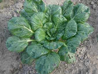 Asia Salat Tatsoi
