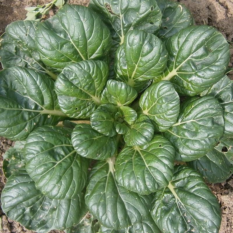 Tatsoi – Brassica rapa