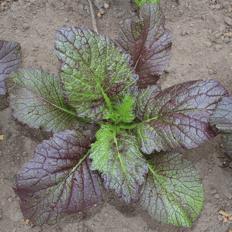 Bladmosterd Red Giant (Asia Salat) Brassica juncea