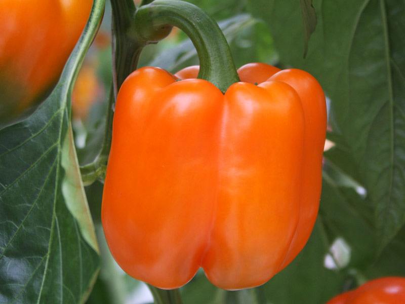 Blokpaprika Ilyn F1   Capsicum annuum UITVERKOCHT!