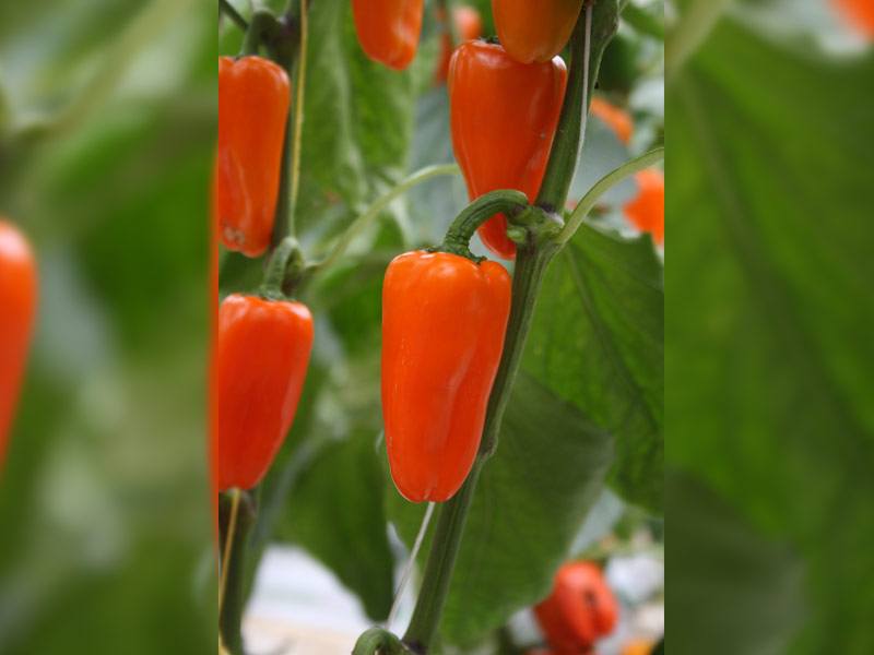 Snackpaprika Flynn Capsicum annuum
