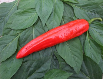 Zoetpuntpaprika rood Xaro