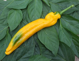 Zoetpuntpaprika geel Zazu