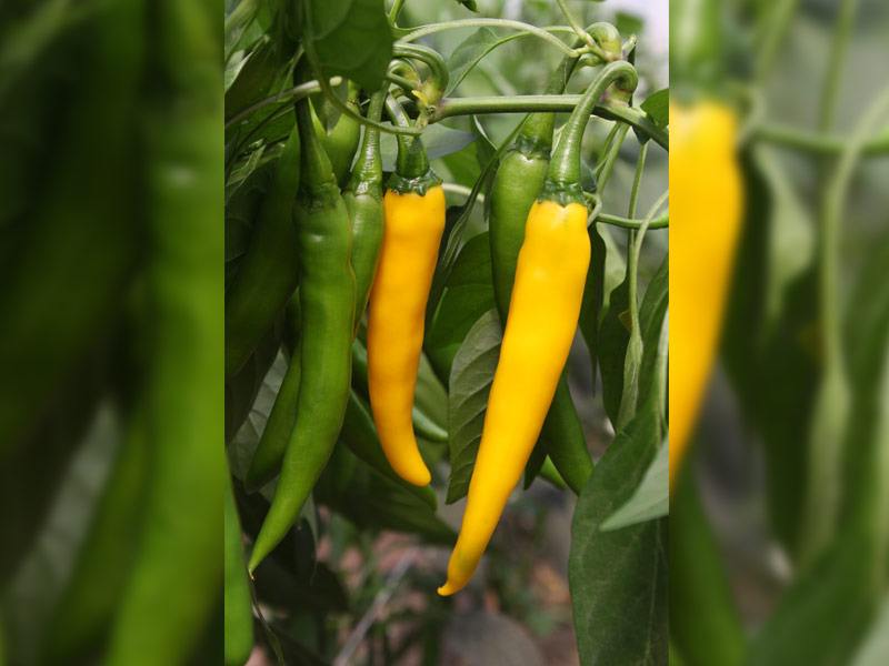 Hete peper Koh Chang  Capsicum annuum