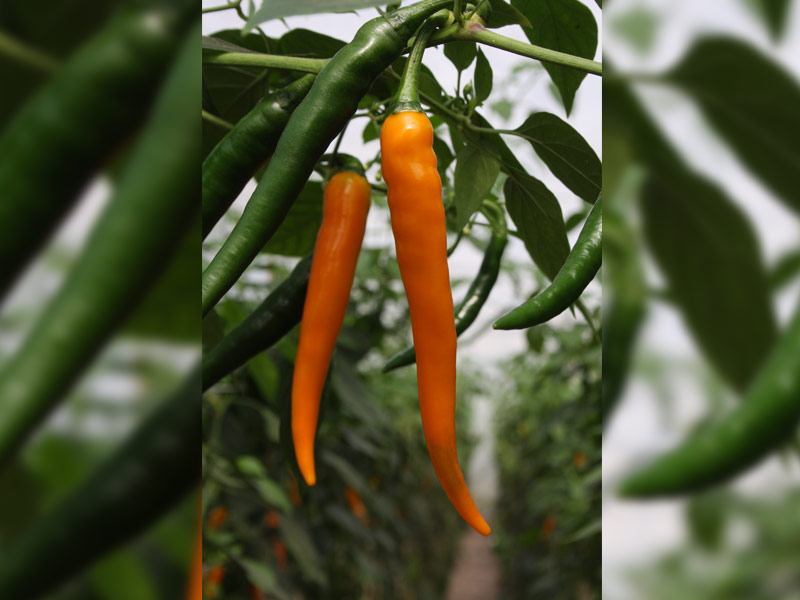 Hete peper Koh Tao Capsicum annuum