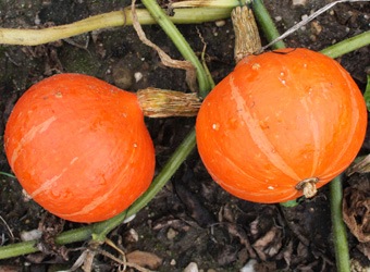 Pompoen Red Kuri Hokkaido Orange