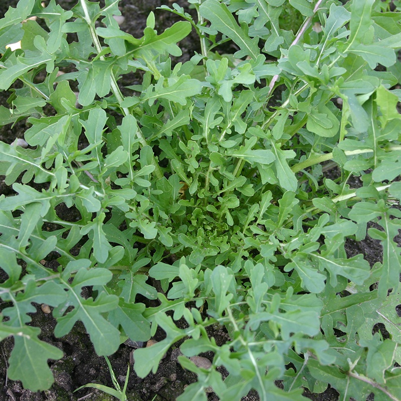 Rucola 'Esmee' | De Bolster biologische zaden