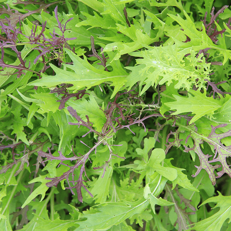 Mesclun Aziatisch