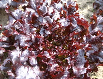 Rucola sla red salad bowl