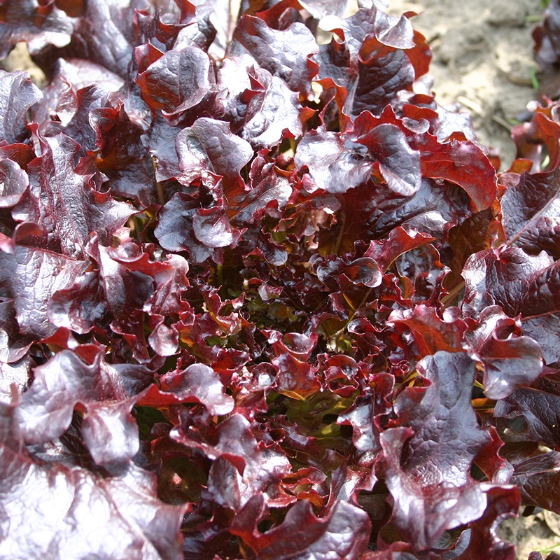 Eikenbladsla ‘Red Salad Bowl’