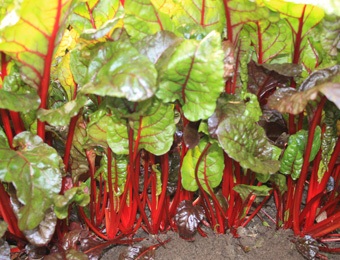 Snijbiet Rhubarb Chard