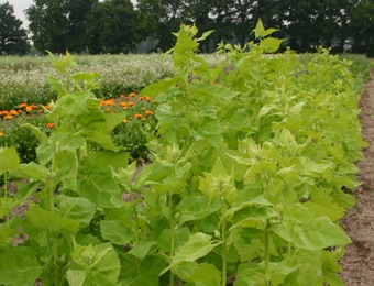 Tuinmelde Lichtgroene