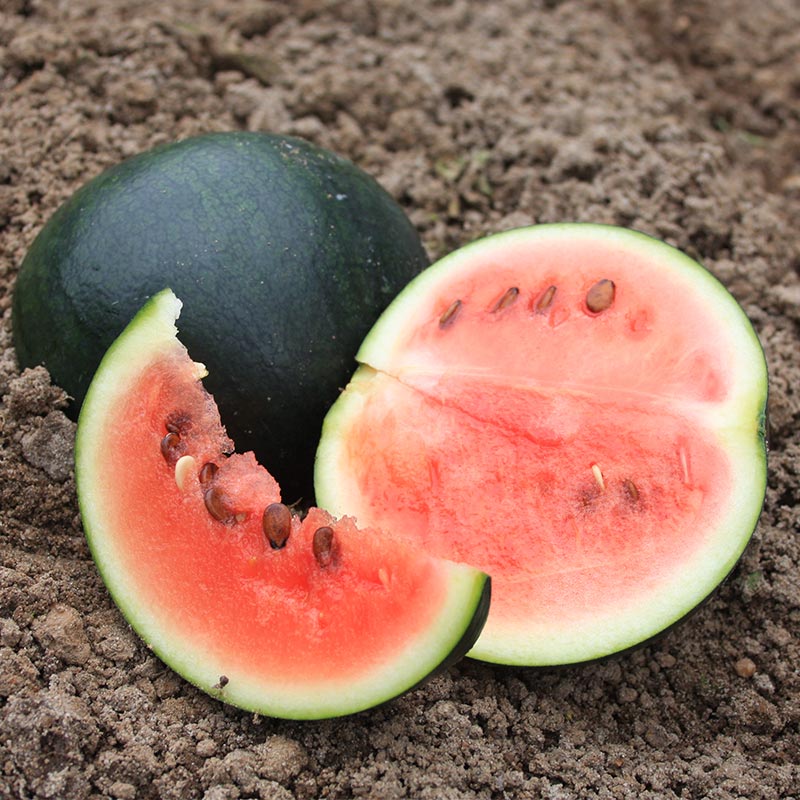 Watermeloen 'Sugar De Bolster biologische zaden