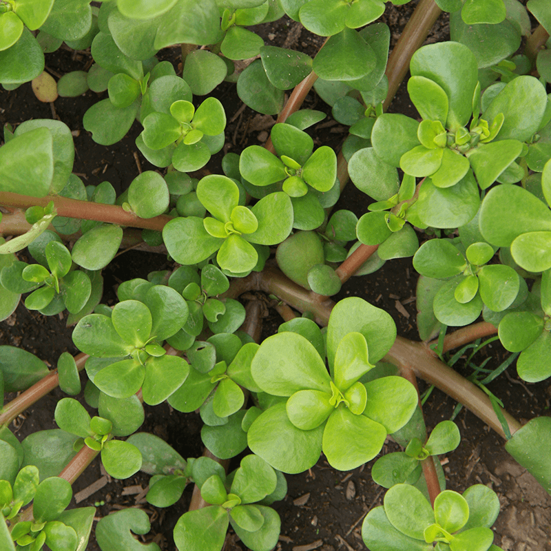 Zomerpostelein groen  Portulaca oleracea 