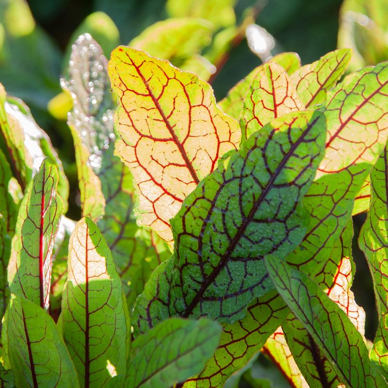 Bloedzuring Red Stripe - Rumex sanguineus